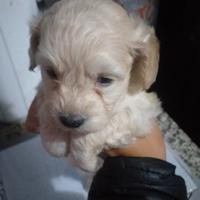 Cuccioli di maltipoo toy mini