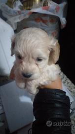 Cuccioli di maltipoo toy mini