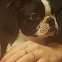 Boston terrier