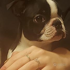 Boston terrier