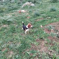 Cane da caccia
