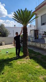 Cycas