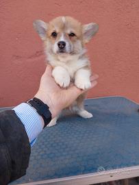 Cuccioli corgi pembroke