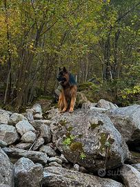 Monta pastore tedesco