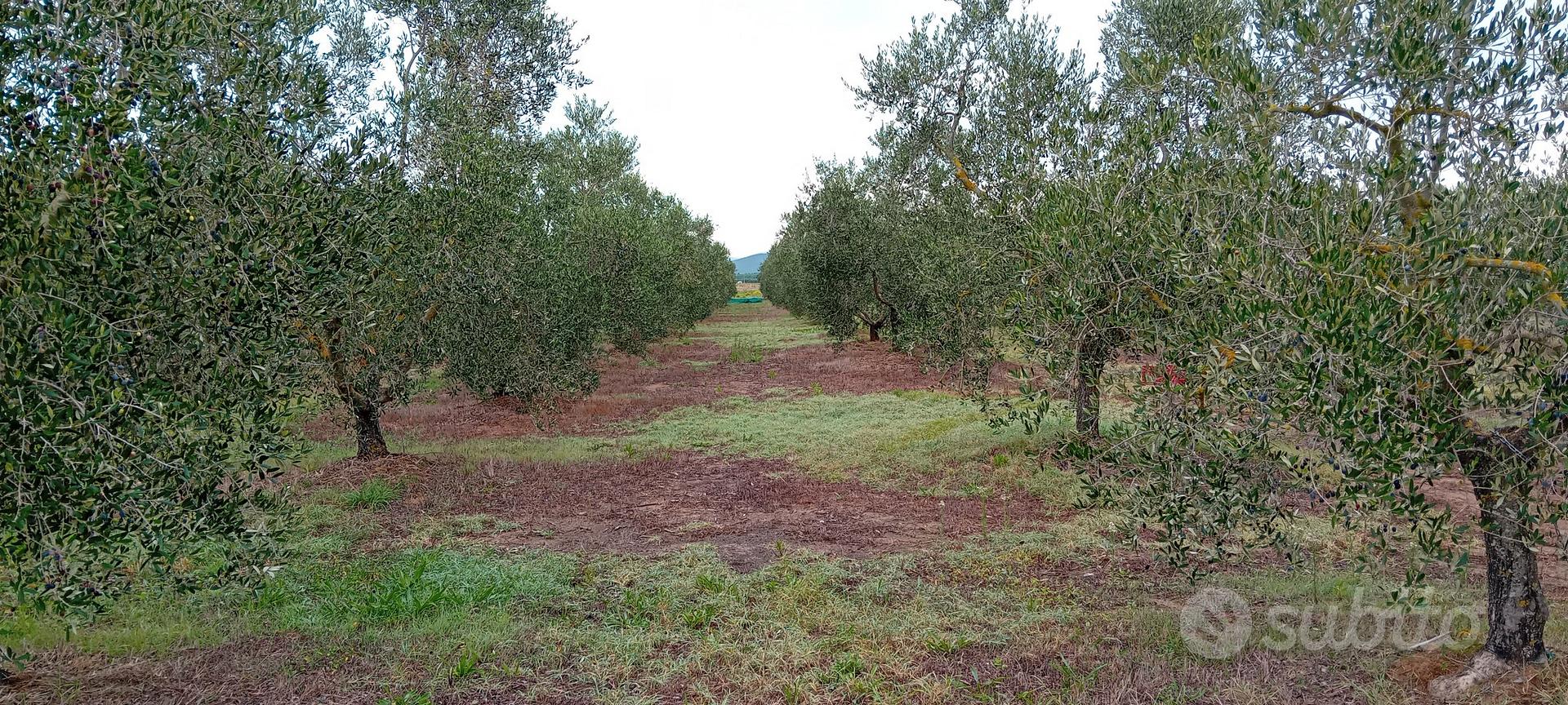 Oliveto / Orto - Vista 3