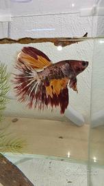 Betta