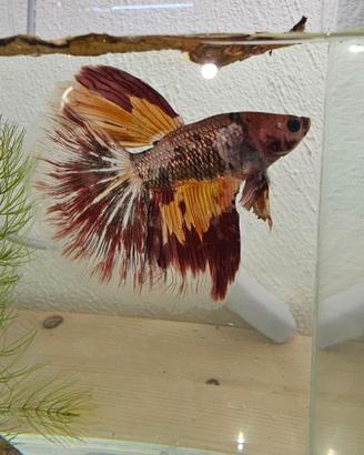 Betta