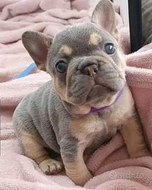 BULLDOG FRANCESE - BOULEDOGUE BLU & TAN cuccioli