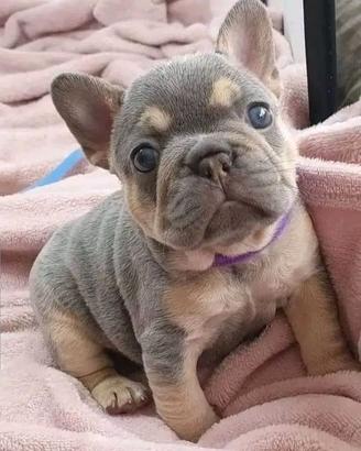 BULLDOG FRANCESE - BOULEDOGUE BLU & TAN cuccioli