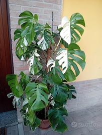 monstera albo variegata 