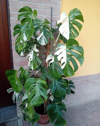 monstera albo variegata 