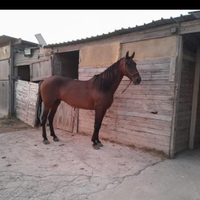 Cavalla