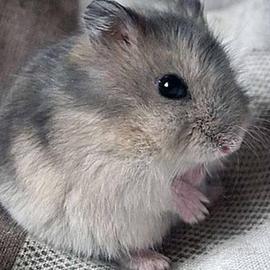 Cuccioli Criceti russi
