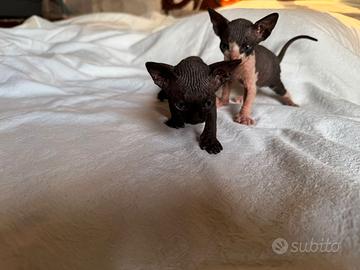 Gatti Sphynx cuccioli