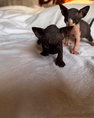 Gatti Sphynx cuccioli