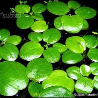 Piante galleggianti per acquario o laghetto