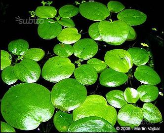 Piante galleggianti per acquario o laghetto