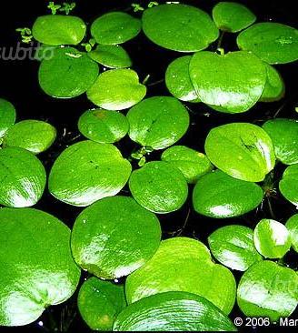 Piante galleggianti per acquario o laghetto