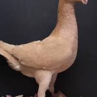 Colombi Viaggiatori Tedeschi