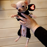 Chihuahua hairless nudino mini