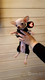 Chihuahua hairless nudino mini