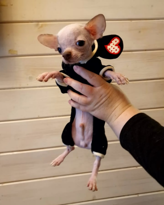 Chihuahua hairless nudino mini