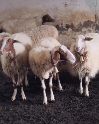 Pecore comisane