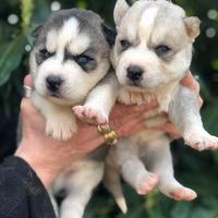 Cuccioli Siberian Husky
