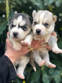 Cuccioli Siberian Husky