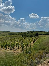 Vigneto oltrepò Pavese