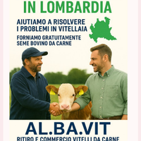 Ritiro vitelli baliotti