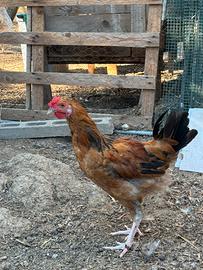 Gallo