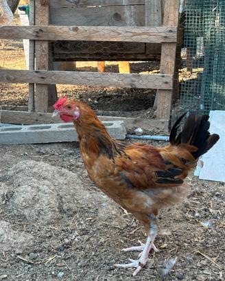Gallo