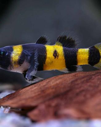 Pesci tropicali gobidi - rainbow - altri tipi