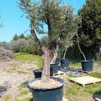 OLIVI DECENNALI  VIVAIO DEL GARDA 