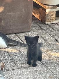 Cuccioli di gatto domestico