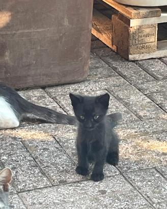 Cuccioli di gatto domestico