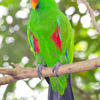 Ecletto allevato a mano abituato alla pettorina