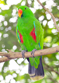 Ecletto allevato a mano abituato alla pettorina