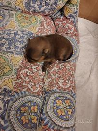 Spitz di Pomerania nano