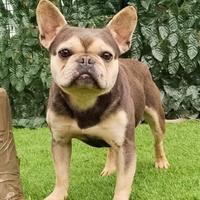 Buldog francese esotico rimborso