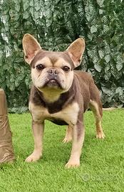 Buldog francese esotico rimborso