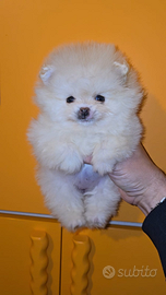 Toy pomerania spitz tedeschi nano pedigree femmina