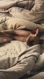 Sphynx