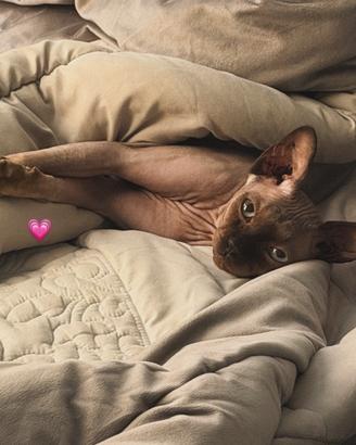 Sphynx