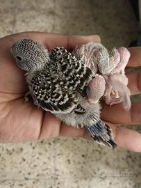 Cocorite da allevare a mano