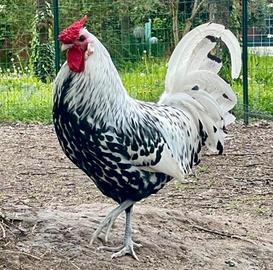 Gallo Amburgo