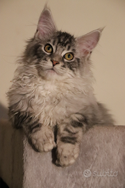 Ultimo Gattino di Maine Coon pronta adozione