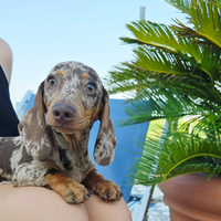 Cuccioli bassotto nano tedesco pedigree