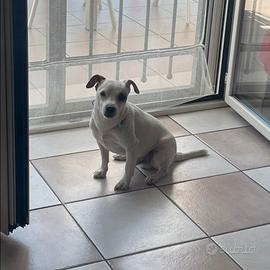 Cane per accoppiamento